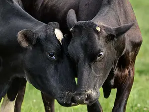 What do you call it when two male cows argue?