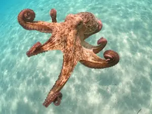 What do you call octopus twins?