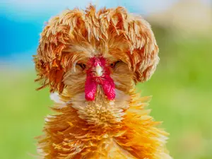 What do you call the dialect that all chickens and roosters speak?