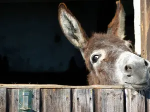 What do you call the donkey with 3 legs?