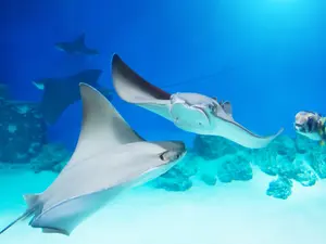 What do you call the former partner of a stingray?