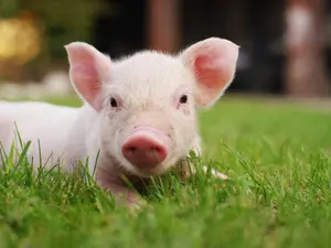 What do you call the pig that does karate?
