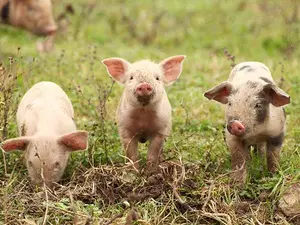 What do you call the story of The Three Little Pigs?