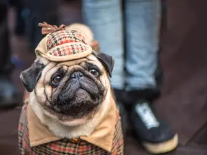 What do you call the successful dog detective?