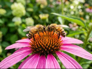 What do you call two bees who stick together?