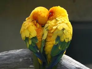What do you call two birds in love?