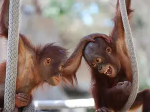 What do you call two monkeys sharing an Amazon account?