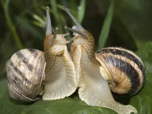 What do you do when two snails fight?
