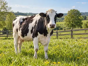 What do you get from a pampered cow?