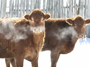 What do you get from an Alaskan cow?