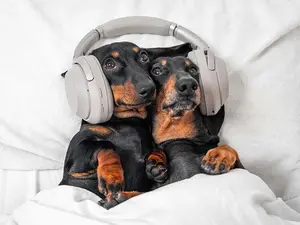 What do you get if cross two young dogs with a pair of headphones?