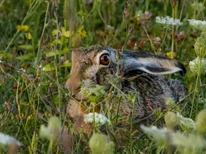 What do you get if you cross a frog with a rabbit?