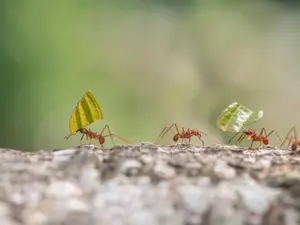What do you get if you cross some ants with some tics?