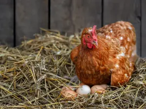 What do you get when a chicken lays an egg on top of a barn?