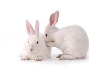What do you get when you cross a bunny with an onion?
