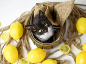 What do you get when you cross a cat with a lemon?