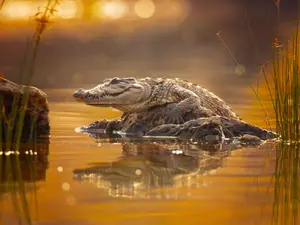 What do you get when you cross a crocodile with a rooster?