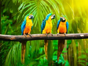 What do you get when you cross a parrot with a centipede?