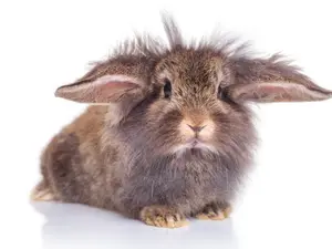 What do you get when you cross a rabbit with shellfish?