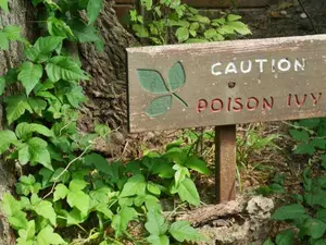 What do you get when you cross poison ivy with a 4-leaf clover?