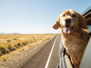 What do you get when you put a car and a dog together?