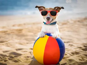 What do you give a dog on a hot summer day?