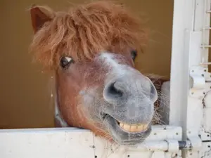 What do you give a pony with a cold?