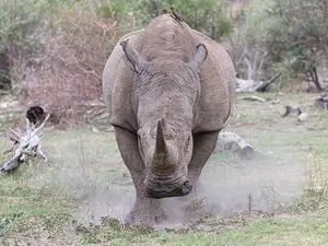 What do you give an angry rhino?