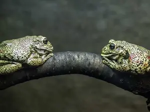 What do you say if you meet a toad?