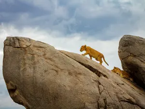 What do you say to Simba when he's moving too slowly?