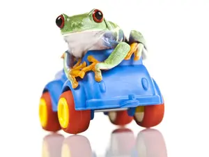 What do you say to the tree frog who needs a lift?