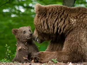 What does a bear cub call its grandfather?