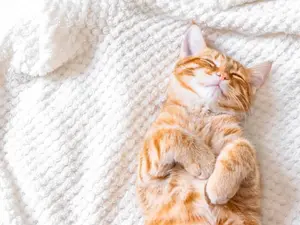 What does a cat go to sleep on?