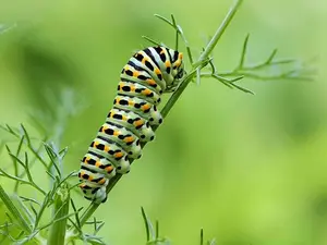 What does a caterpillar do on New Years Day?