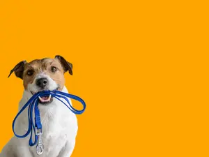 What does a dog say before eating?
