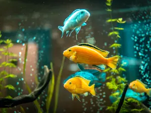 What does a fish say after sharing a new idea?