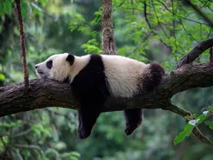 What does a panda ghost say?