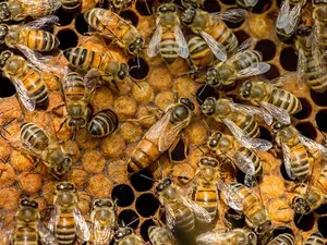 What does a queen bee do when she burps?