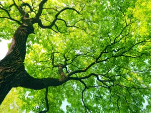 What does a tree say when asked how they are doing?