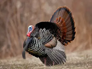 What does a turkey dress up as on Halloween?