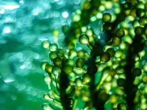 What does algae do when it's in trouble?