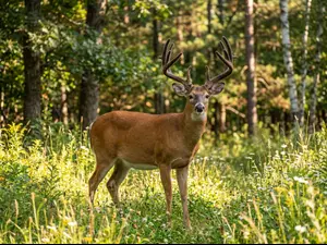 What does an older deer say on a good day?