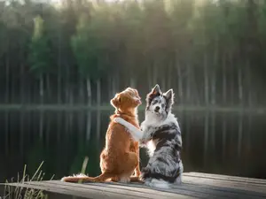 What does one dog do when they see another pup in trouble?