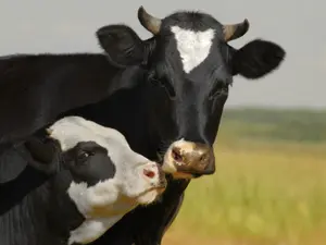What does the cow say when her kid closes the barn door?
