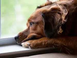 What does the dog say when he's had a bad day?