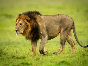 What does the lion say to his friends before they go out hunting for food?