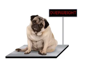 What dog is the most self-conscious about its weight?