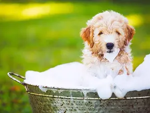What dog loves to take bubble baths?