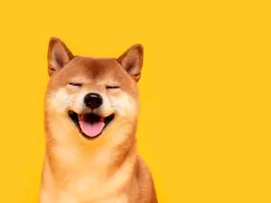 What dog never pays attention in class?
