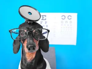 What dog wears contact lenses?